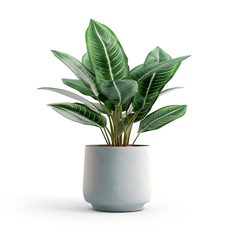 house plant